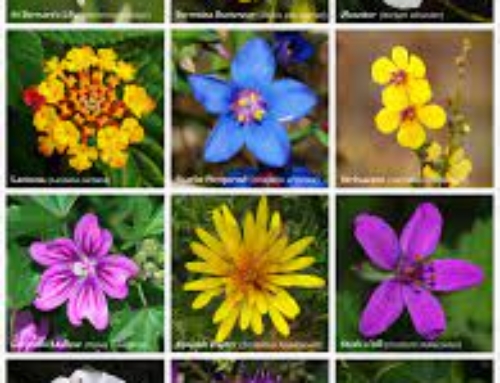 HORTICULTURAL SOCIETY SUMMER SHOW