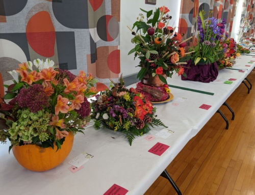 Bolton le Sands Horticultural Society Autumn Show Report 21st October 2023