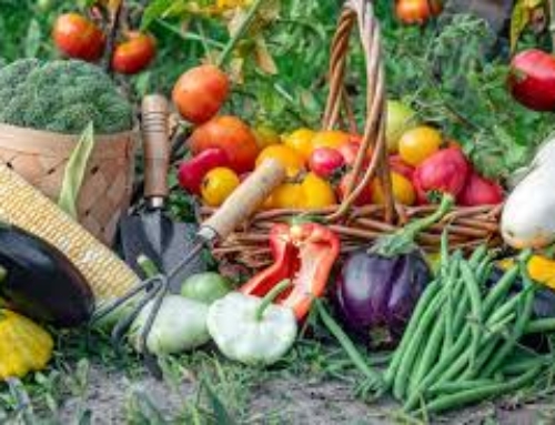 Gardening Tips for June in Bolton-le-Sands