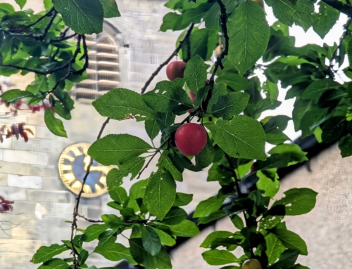 Gardening tips for August in Bolton-le-Sands