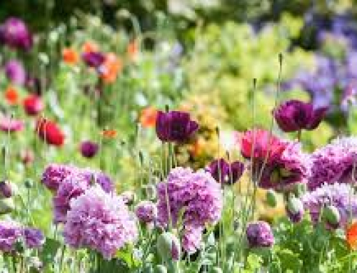Gardening Tips for May in Bolton-le-Sands