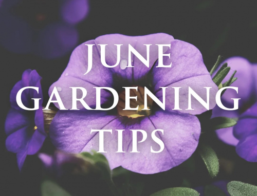 Gardening Tips for June in Bolton-le-Sands