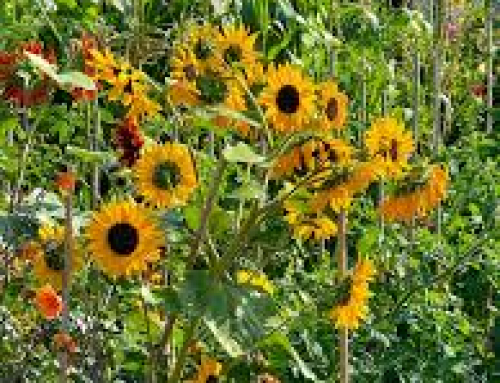Gardening tips for August in Bolton le Sands