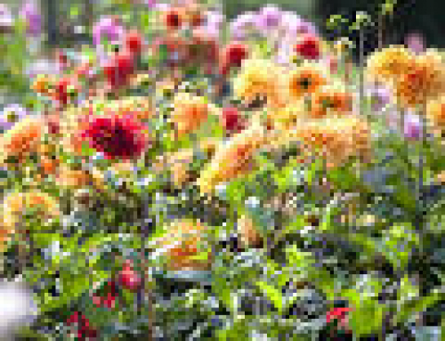Gardening Tips for September