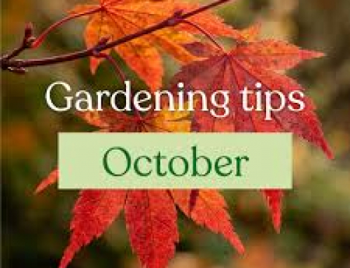 Gardening Tips for October in Bolton-le-Sands